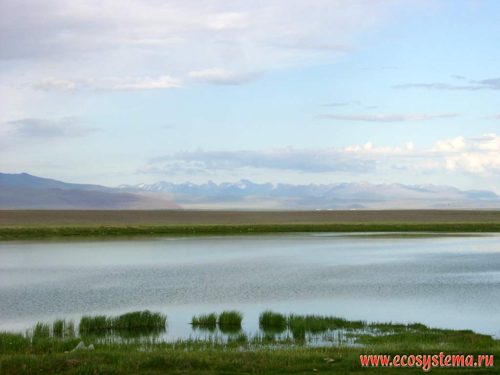 Freshwater lake in thermokarst depression formed by melting permafrost. Far away (70 km) - Sailugem ridge (the border with Mongolia). Chui (Chu) steppe, the left bank of the Chui river, margin Kosh Agach, Altai Republic