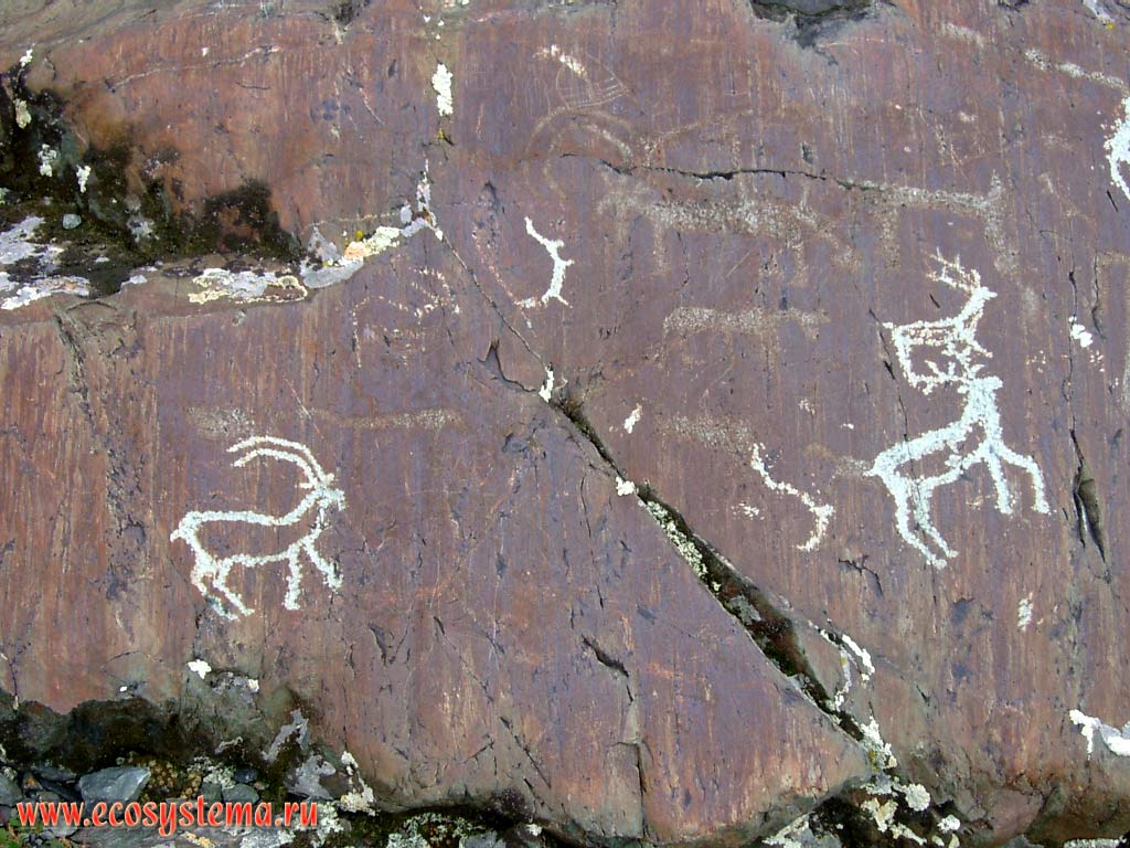 Rock paintings (petroglyphs) of the ancient (light) and Scythian (dark) ages on rocks in the river valley Elangash. Kosh-Agach District, Altai Republic