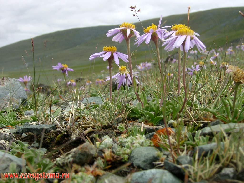 Alpine aster (Aster alpinus, family Asteraceae) in the mountain steppes in the Elangash river valley (elevation is 2400 meters above sea level). South-Eastern Altai, Kosh-Agach District, Altai Republic