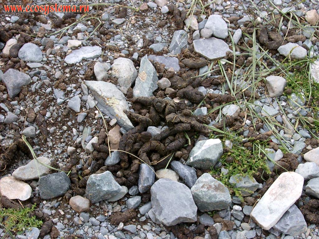 Помёт серого, или алтайского сурка (Marmota baibacina) в горной степи в долине реки Елангаш. Юго-Восточный Алтай,
Кош-Агачский район, республика Алтай