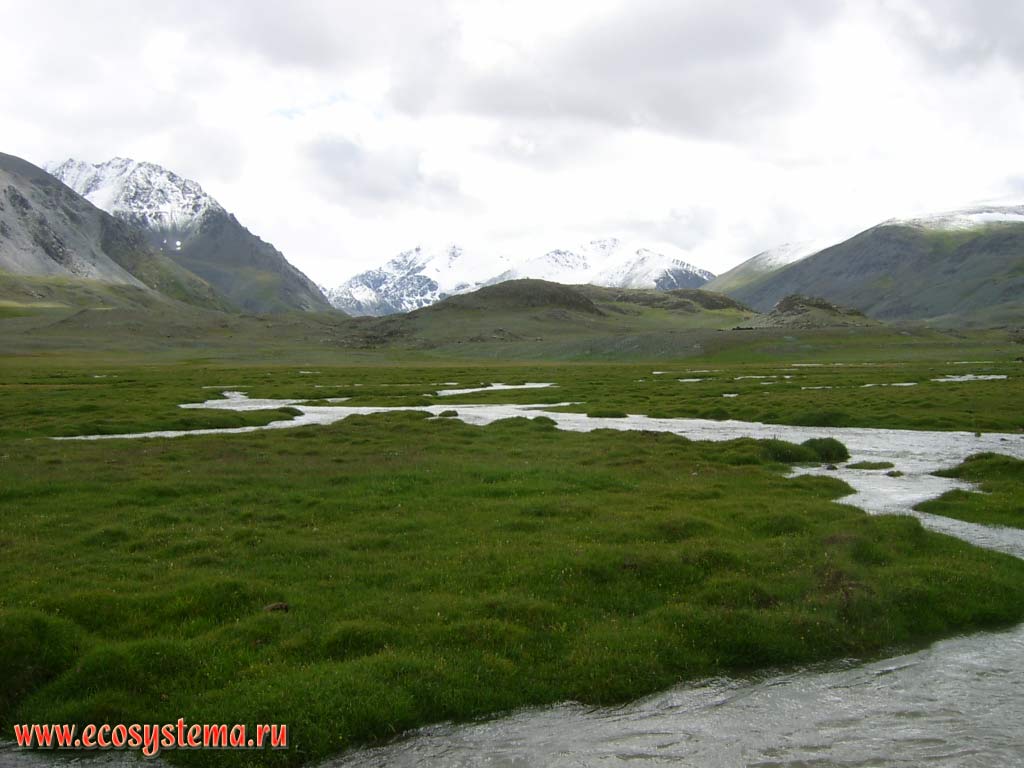 Elangash River upstream valley with herbaceous vegetation that grew during the period of snowmelt in the mountains (elevation is about 2400 meters above sea level). South-Eastern Altai, Kosh-Agach District, Altai Republic