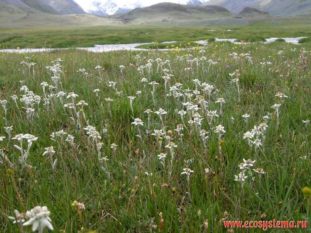 Alpine forb meadow steppe with an aspect of edelweiss Siberian (Leontopodium palibinianum = Leontopodium sibiricum) in the upper reaches of the river Elangash (elevation 2400 meters above sea level). South-Eastern Altai, Kosh-Agach District, Altai Republic