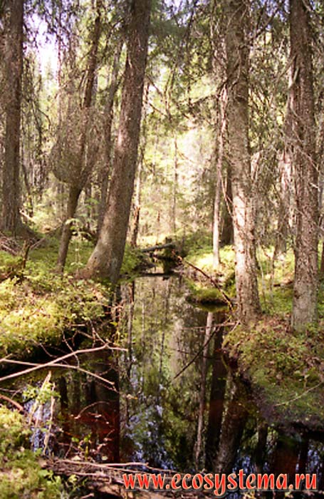 Waterlogged dark coniferous (spruce) forest. Ladoga Province of taiga, Nizhnesvirsky Reserve, Leningrad Region