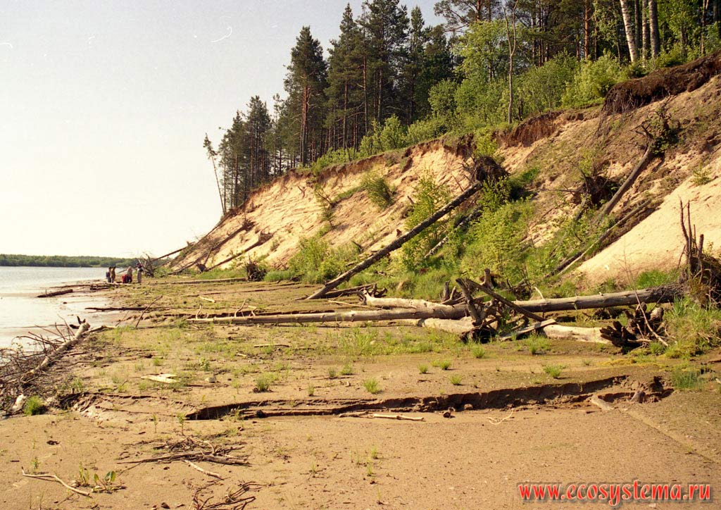 Tempted to water steep bank of Lake Ladoga and outcrop bedrock. Ladoga Province of taiga, Nizhnesvirsky Reserve, Leningrad Region