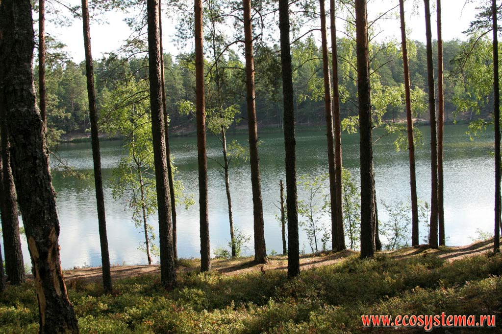 Светлохвойный (сосновый) лес на берегу озера - типичный ландшафт южной Карелии