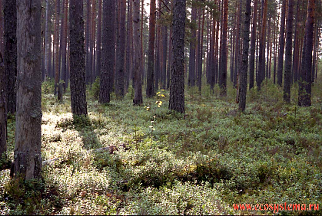 Mature pine (light-coniferous) blueberry forest with Ledum. South Karelia