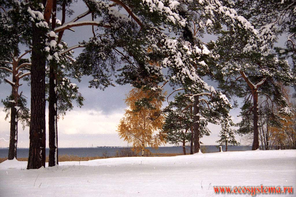 Mixed forest on the shores of the Gulf of Finland. Ladoga Province of taiga, Nizhnesvirsky Reserve, Leningrad Region
