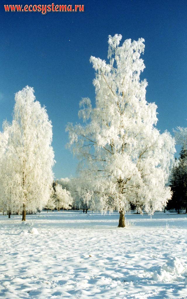 Rime (fluffy ice crystals) in the trees - the result of condensation of water vapor from the mist. Ladoga Province of taiga, Nizhnesvirsky Reserve, Leningrad Region
