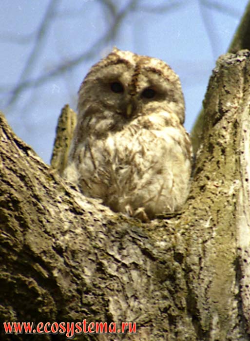 The Tawny Owl or Brown Owl (Strix aluco) on a tree trunk. Ladoga Province of taiga, Nizhnesvirsky Reserve, Leningrad Region