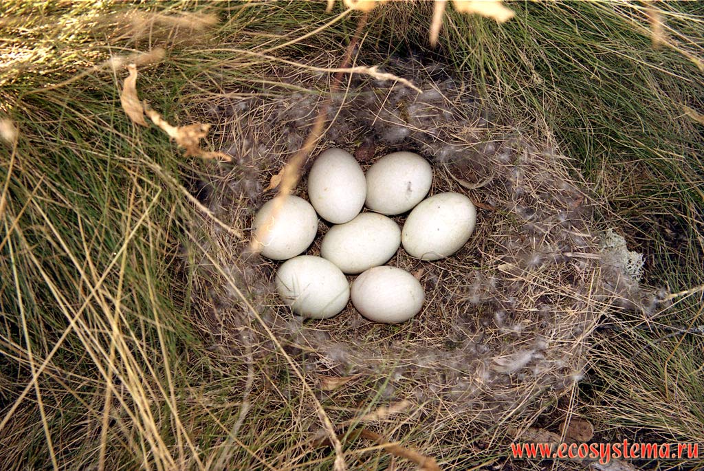 Clutch in a nest of Mallard (Anas platyrhynchos). Ladoga Province of taiga, Nizhnesvirsky Reserve, Leningrad Region