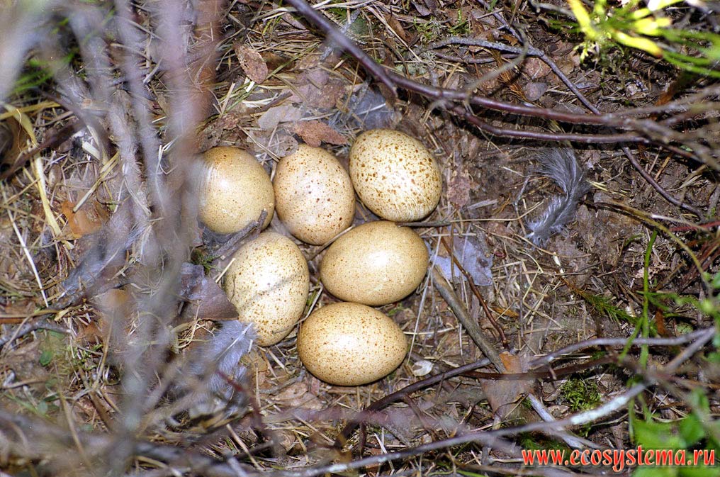 Clutch in a nest of he Western Capercaillie (Tetrao urogallus). Ladoga Province of taiga, Nizhnesvirsky Reserve, Leningrad Region