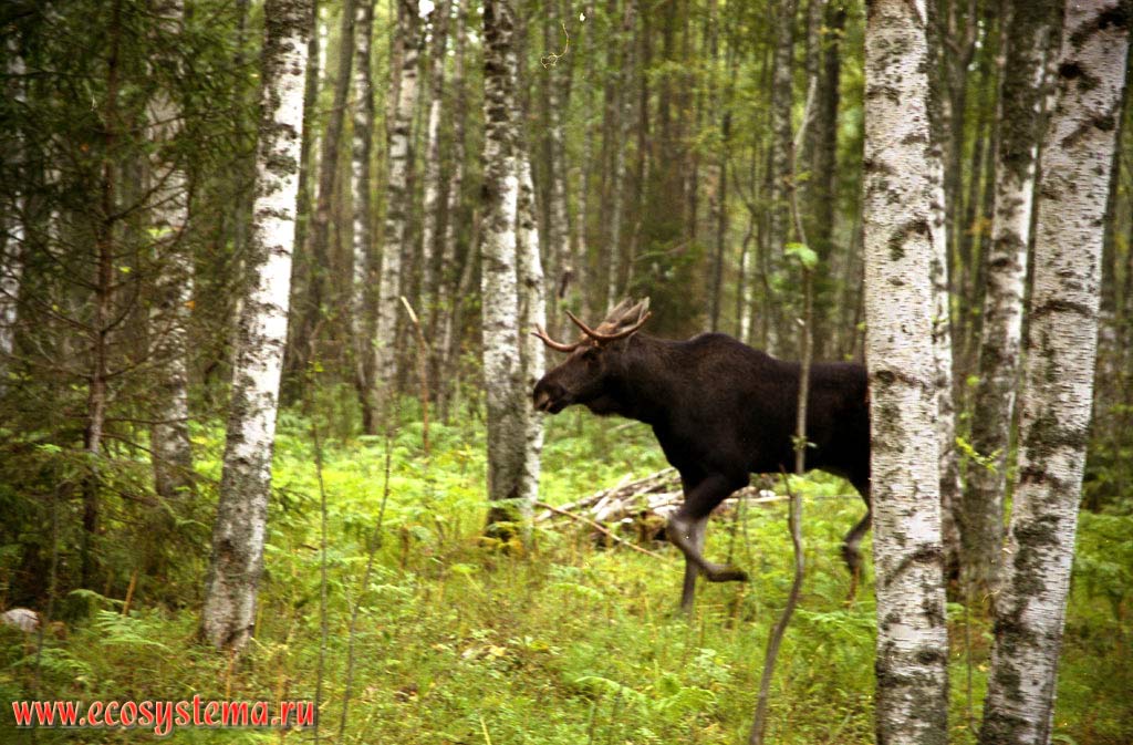 Moose (Alces alces) in the birch forest. Ladoga Province of taiga, Nizhnesvirsky Reserve, Leningrad Region