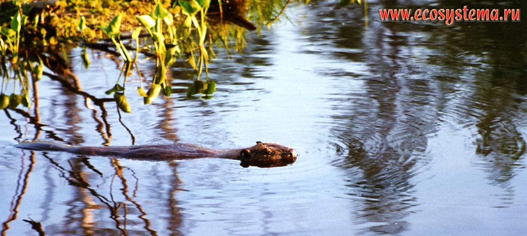Eurasian beaver or European beaver (Castor fiber) floating in the river. Ladoga Province of taiga, Nizhnesvirsky Reserve, Leningrad Region