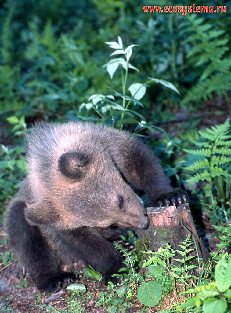 A young brown bear (Ursus arctos) biting a spruce stump. Ladoga Province of taiga, Nizhnesvirsky Reserve, Leningrad Region