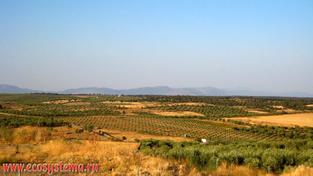 Typical landscape of the plateau Meseta with the plantations of olive trees and orchards, interspersed with areas of dry steppe. Iberian Peninsula, Central Spain