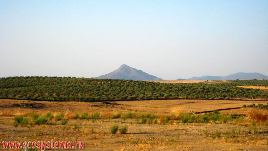 Типичный ландшафт плоскогорья Месета с плантациями оливковых деревьев и фруктовыми садами, перемежающимися с участками сухих степей.
Пиренейский полуостров, Центральная Испания