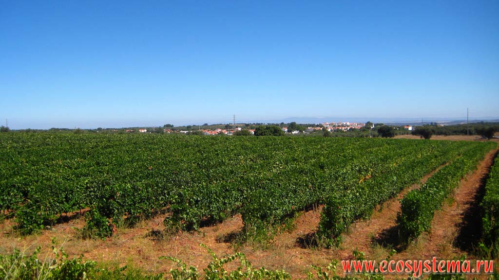 Виноградные плантации на плоскогорье Месета на Пиренейском полуострове в Центральной Испании