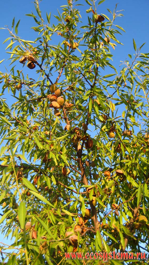 Almond Tree (Amygdalus communis) with the mature fruits. Meseta plateau in the Iberian Peninsula, Central Spain
