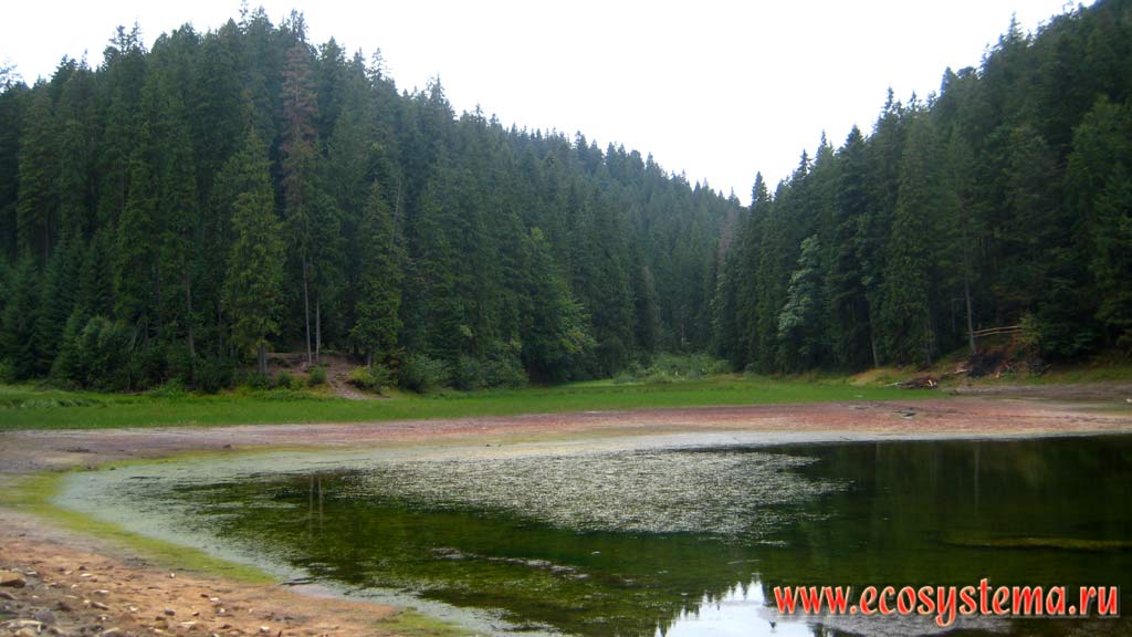 Озеро Синевир в окружении темнохвойных (еловых) лесов в Восточных Карпатах. Высота 989 м над уровнем моря. Горганы,
национальный парк Синевир, Закарпатская область, Украина