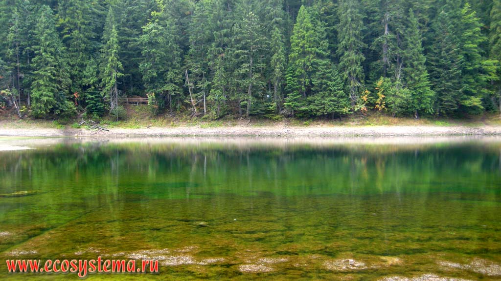 Sinevir lake with an island in the middle surrounded by coniferous (spruce) forests in the Eastern Carpathians. The height is 989 m above sea level. Gorgan, Sinevir National Park, Transcarpathian region, Ukraine