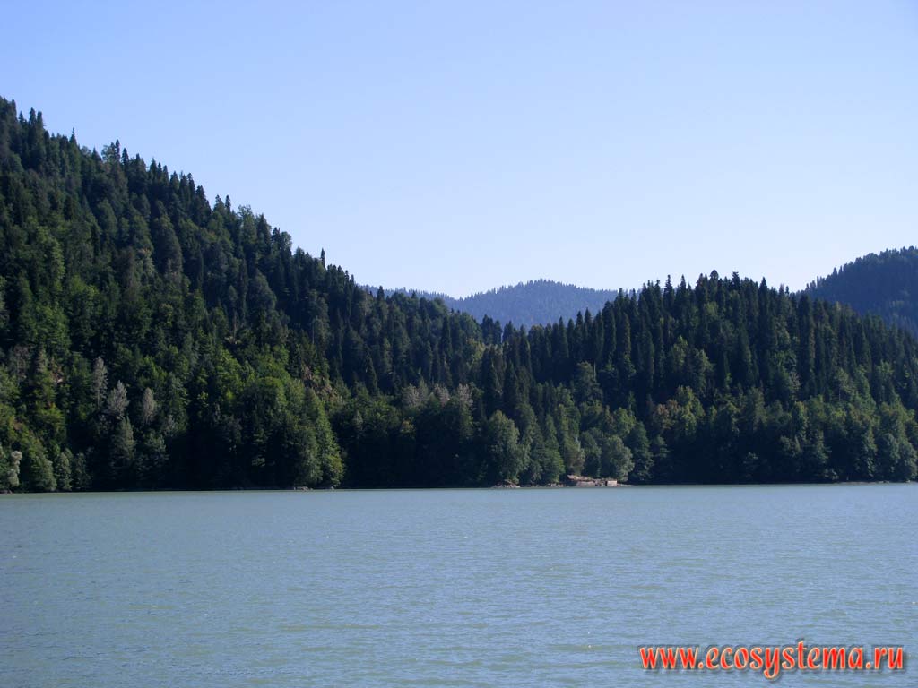 Mixed beech and fir forests on the shores of Riza lake. Height is 950 m above sea level. Western Caucasus, the Republic of Abkhazia