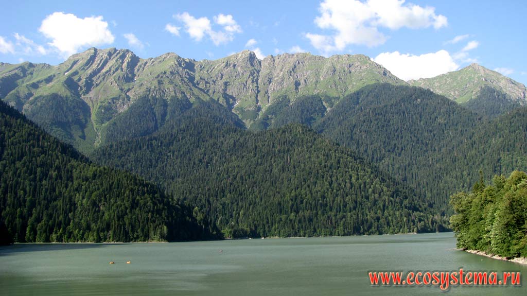 Высотная поясность на берегах озера Рица: широколиственные (буковые) леса у уреза воды (950 м н.у.м.) сменяются темнохвойными (елово-пихтовыми)
лесами на склонах гор и субальпийскими лугами на высоте около 2500 м н.у.м. Рицинский национальный парк, Западный Кавказ, республика Абхазия