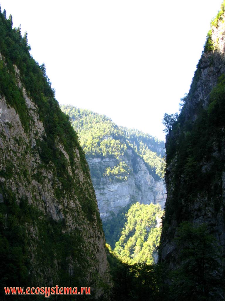 Ущелье в горах, покрытых широколиственными лесами. Рицинский национальный парк, Западный Кавказ,
республика Абхазия