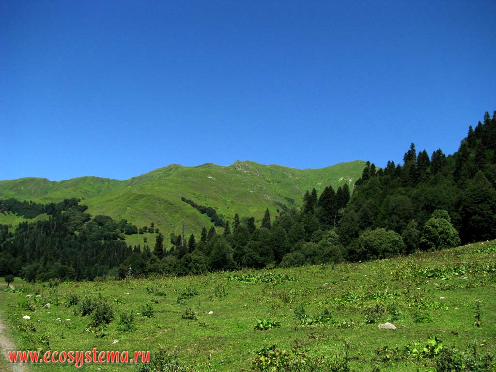 Субальпийские луга-выпасы в районе верхней границы леса на высоте около 2300 м над уровнем моря. Рицинский национальный парк,
Западный Кавказ, республика Абхазия