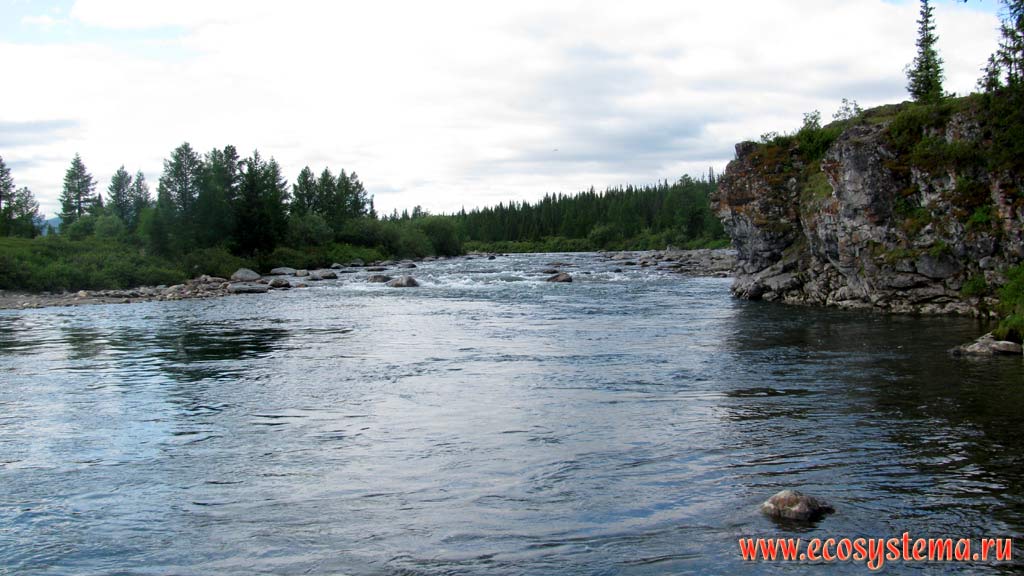 The mountain river, flowing along the outcrop of bedrock with coniferous forests along the shores. Subpolar Urals, Yugyd-Va National Park, the Komi Republic