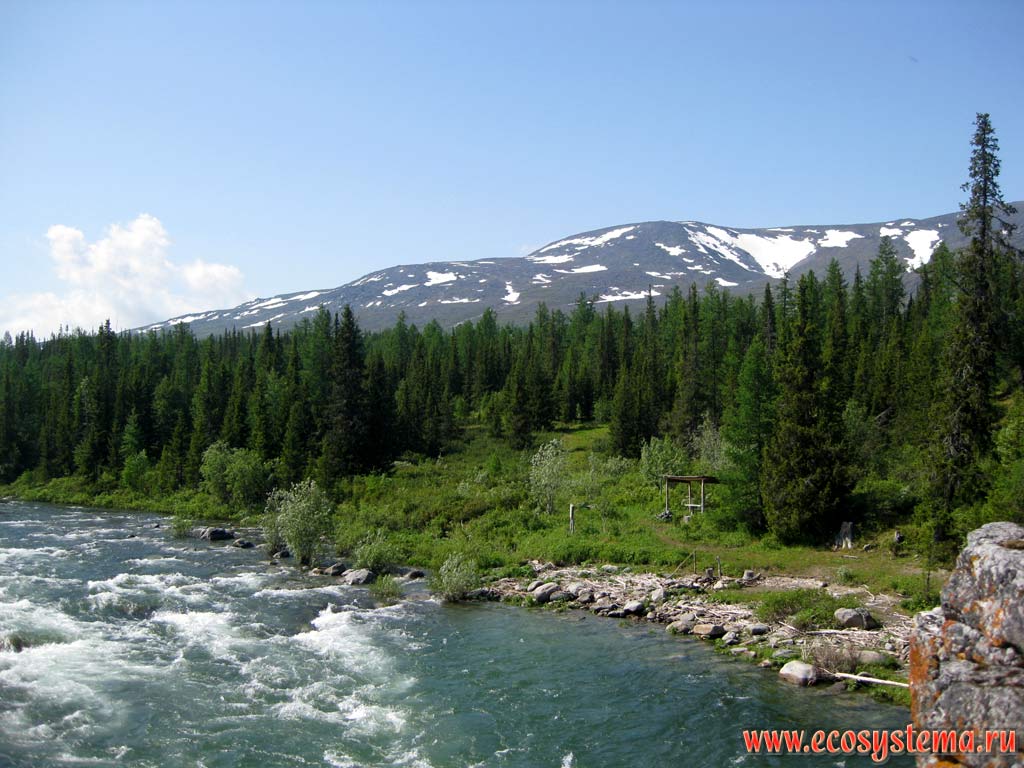 The mountain river, flowing along the foot of the mountains of the Subpolar Urals with dark coniferous forest (spruce, fir) and mixed larch on the shore. Subpolar Urals, Yugyd-Va National Park, the Komi Republic