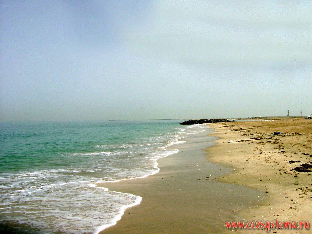 One of the few remaining wild (natural) sandy beaches on the coast of the Persian Gulf. Arabian peninsula, the Emirate of Umm Al Quwain, United Arab Emirates (UAE)