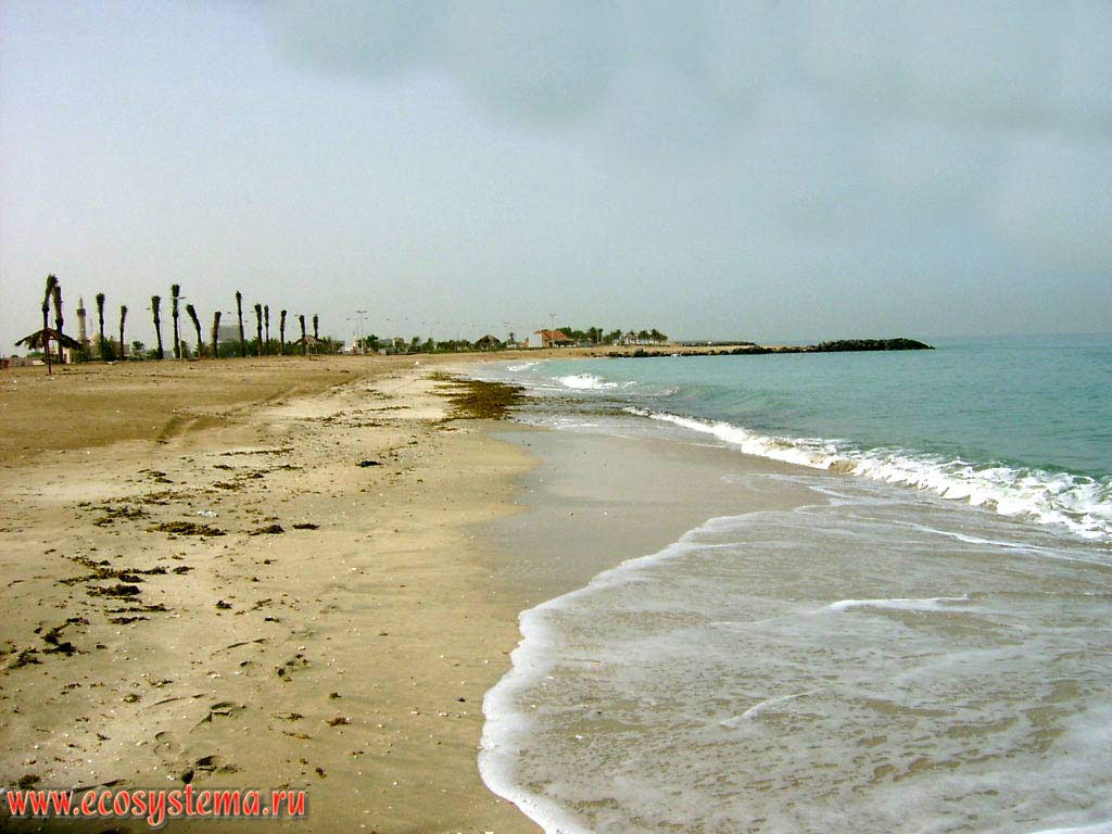 One of the few wild (natural) sandy beaches on the coast of the Persian Gulf. On the shore - the recent planting of date palms. Arabian peninsula, the Emirate of Umm Al Quwain, United Arab Emirates (UAE)