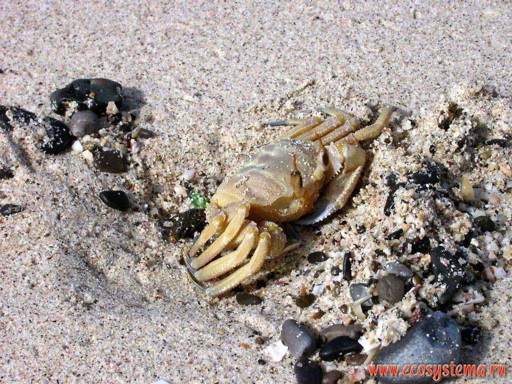 Tropical inland Ghost-crab (Ocypode pallidula) (Pallid Ghost, or Sand Crab) on the sandy beach. Persian Gulf, Arabian peninsula, the Emirate of Umm Al Quwain, United Arab Emirates (UAE)