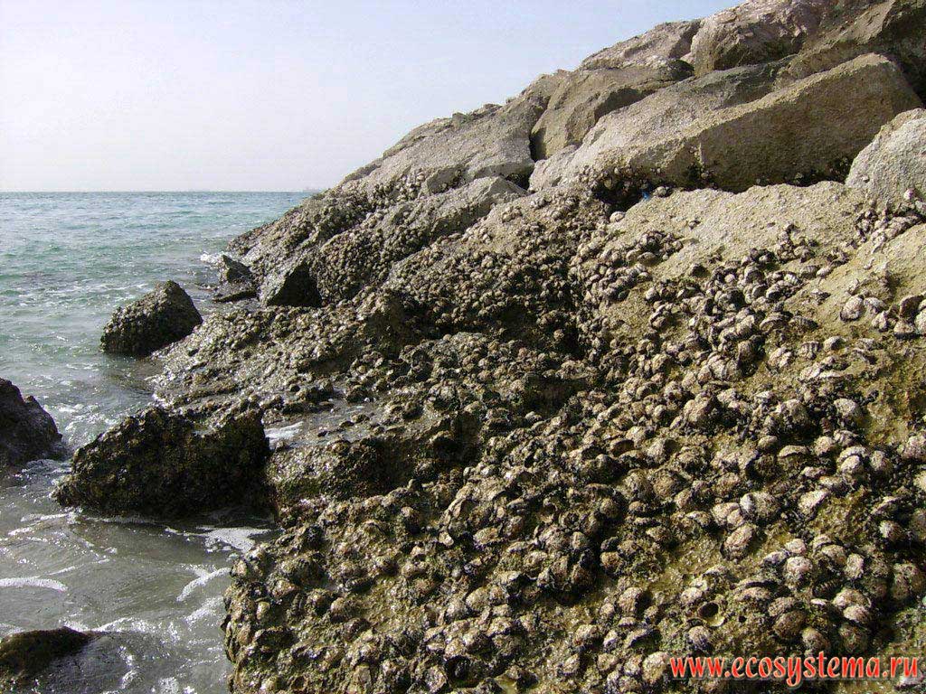 Breakwater stones overgrown with marine benthos (during low tide). Persian Gulf, Arabian peninsula, the Emirate of Umm Al Quwain, United Arab Emirates (UAE)