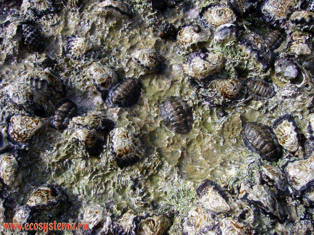 Представители морского бентоса: панцирные моллюски, или хитоны (Polyplacophora), а также устрицы (Ostreidae) (двустворчатые моллюски) -
на камнях в период отлива. Побережье Персидского залива, Аравийский полуостров, эмират Умм Аль Кувейн (Umm Al Quwain),
Объединенные Арабские Эмираты (ОАЭ)