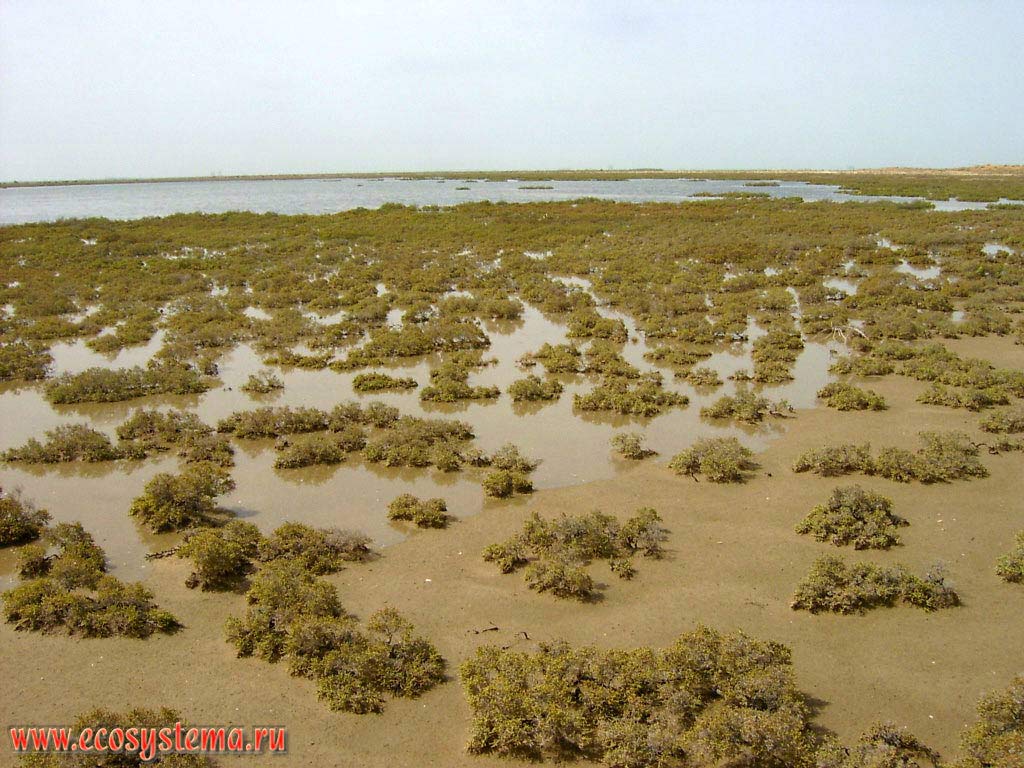 Saline desert with predominance of halophytes on the lower section of the Persian Gulf coast, flooded during high tide (photo shows the moment of the water at high tide). Arabian peninsula, the Emirate of Umm Al Quwain, United Arab Emirates (UAE)