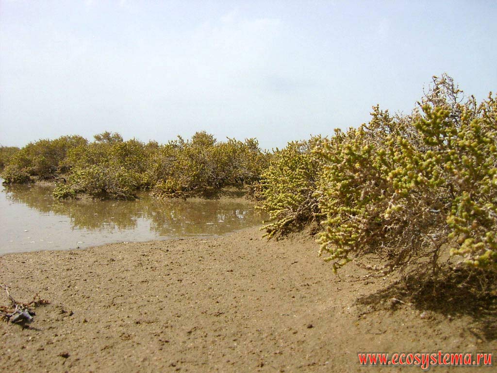 Amaranthaceae (Amaranth family) in the saline desert, situated on the lower section of the Persian Gulf coast, flooded during high tide (photo shows the moment of the water at high tide). Arabian peninsula, the Emirate of Umm Al Quwain, United Arab Emirates (UAE)