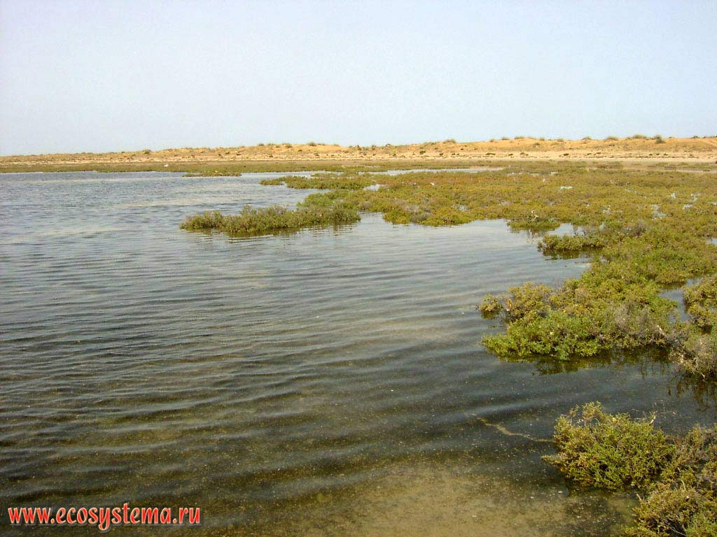 Saline desert flooded with salty sea water with predominance of halophytes on the lower part of the Persian Gulf (during high tide). Arabian peninsula, the Emirate of Umm Al Quwain, United Arab Emirates (UAE)