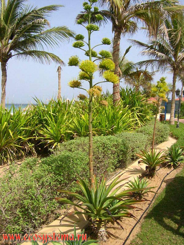 Blooming agave (Agave sp.) in the zone of resort development, Persian Gulf coast. Arabian peninsula, the Emirate of Umm Al Quwain, United Arab Emirates (UAE)