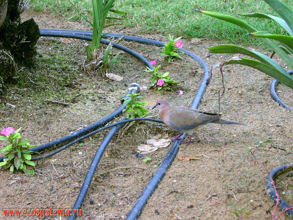 Minor, or Egypt, or the Senegalese Dove (Streptopelia senegalensis, Palm Dove) on the lawn (among drip irrigation pipes) in the area of the resort development. Arabian peninsula, the Emirate of Umm Al Quwain, United Arab Emirates (UAE)