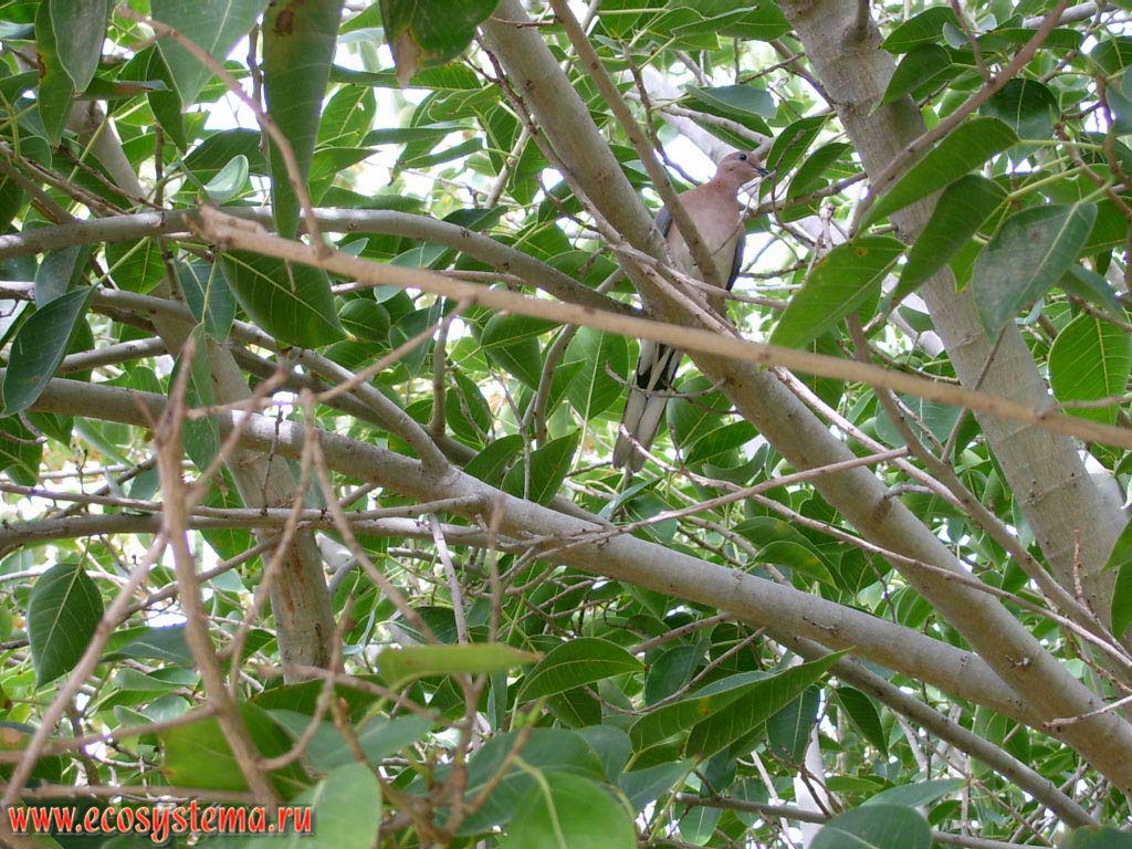 Малая, или египетская, или сенегальская горлица (Streptopelia senegalensis, Palm Dove) на дереве в зоне курортной застройки. Побережье Персидского
залива, Аравийский полуостров, эмират Умм Аль Кувейн (Umm Al Quwain), Объединенные Арабские Эмираты (ОАЭ)