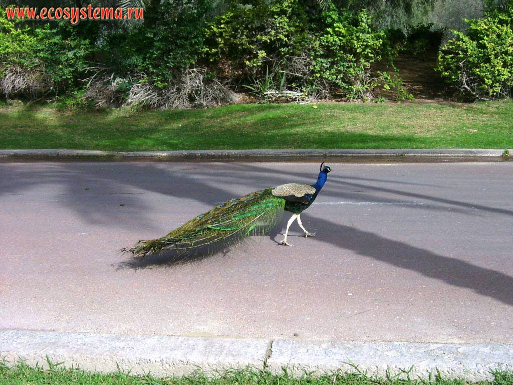 Common, or Indian, or crested peacock (Pavo cristatus) - domesticated herd in the park in the residence of UAE President Sheikh Khalifa ibn Zayed Al-Nahyan. Arabian Peninsula, Dubai (Dubai), United Arab Emirates