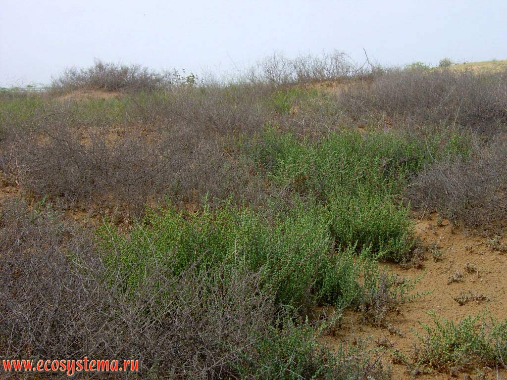 Xerophytic shrub vegetation in the desert not far from the salt-marsh. The Persian Gulf coast, Arabian Peninsula, the emirate of Ras Al Khaimah, the United Arab Emirates (UAE)