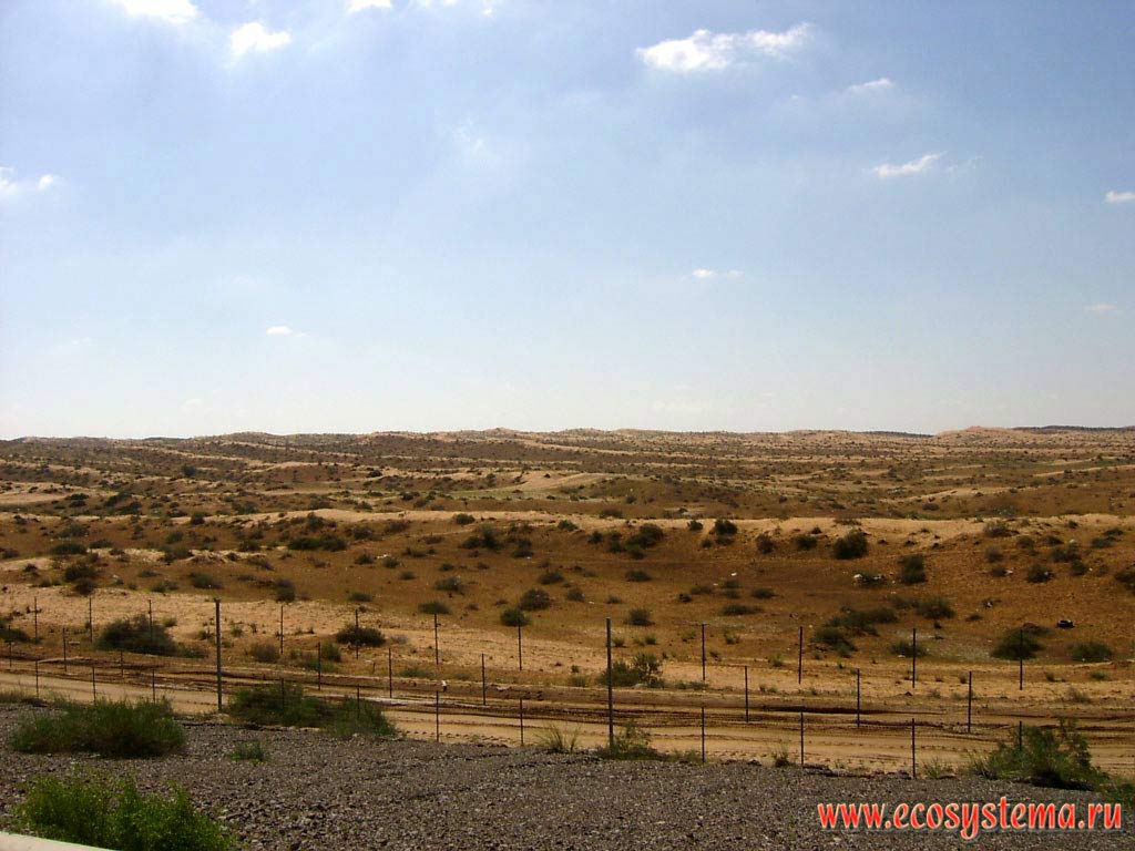 Типичный ландшафт внутренней песчаной пустыни Аравийского полуострова. Эмират Шарджа (Sharjah), Объединенные Арабские Эмираты (ОАЭ)
