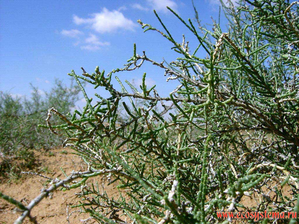 Calligonum (Calligonum sp., probably) - xerophytic shrub in the internal (inner) sandy desert on the Arabian peninsula. Sharjah, United Arab Emirates (UAE)