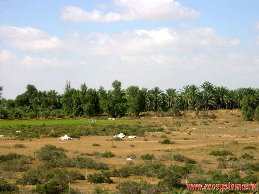 Plantation of date palms in the oasis in the internal (inner) sandy desert on the Arabian peninsula. Sharjah, United Arab Emirates (UAE)