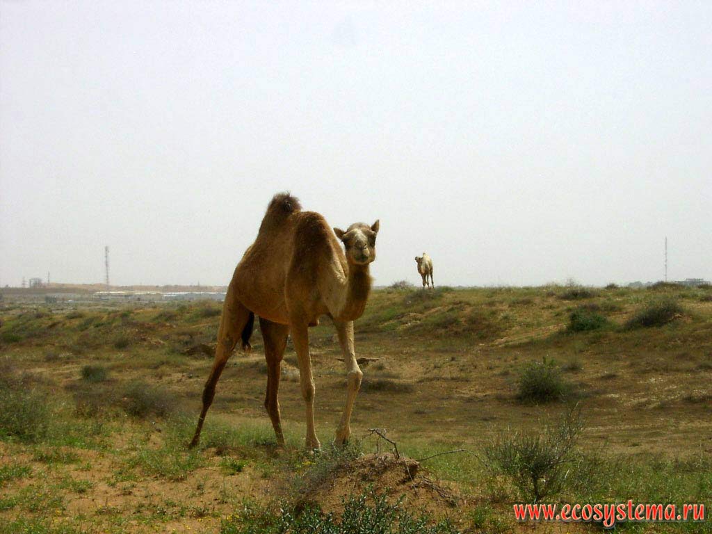 Одногорбые верблюды (Camelus dromedarius), или дромадеры (дромедары) - одомашненные дикие верблюды во внутренней песчаной пустыне Аравийского
полуострова. Эмират Шарджа (Sharjah), Объединенные Арабские Эмираты (ОАЭ)