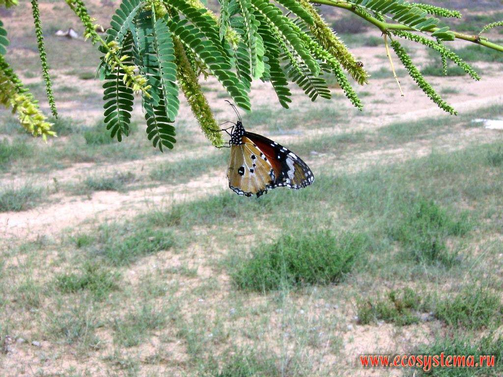 Butterfly Hrizippa Danaides, or Danae hrizipp (Danaus chrysippus) on the flowers of Acacia. A small oasis in the internal (inner) sandy desert on the Arabian peninsula. Sharjah, United Arab Emirates (UAE)