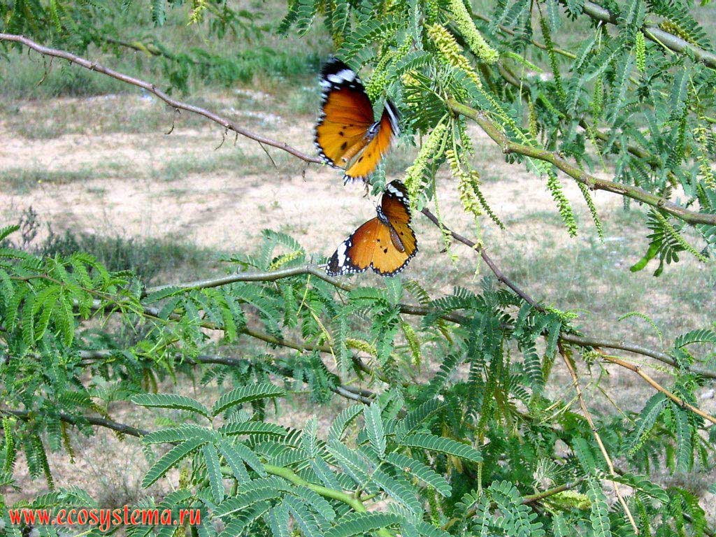 Butterfly Hrizippa Danaides, or Danae hrizipp (Danaus chrysippus) on flowers of Acacia. A small oasis in the internal (inner) sandy desert on the Arabian peninsula. Sharjah, United Arab Emirates (UAE)