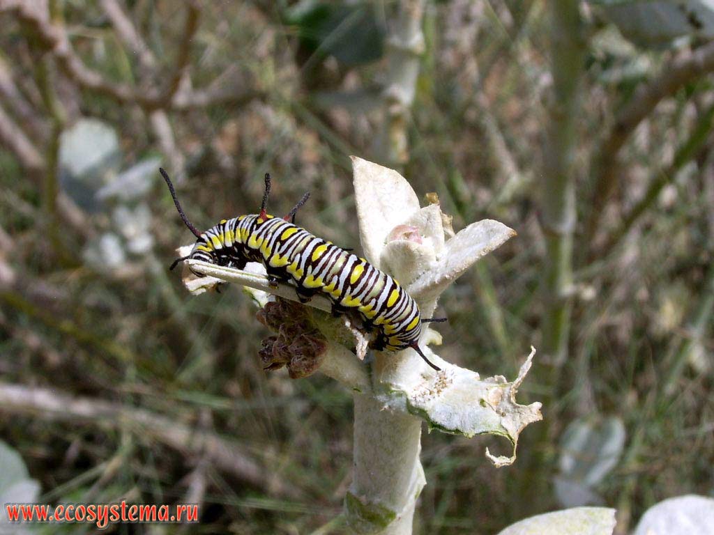 The caterpillar of Danaides hrizippy, or Danae hrizipp (Danaus chrysippus) butterfly on the Calotropis procera. Sharjah, United Arab Emirates (UAE)
